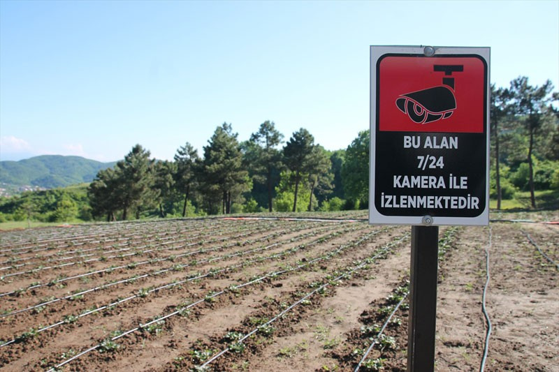 Böyle çilek görülmedi tadı ve aroması çok başka!