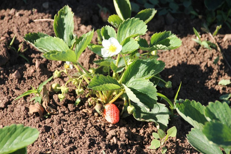 Böyle çilek görülmedi tadı ve aroması çok başka!