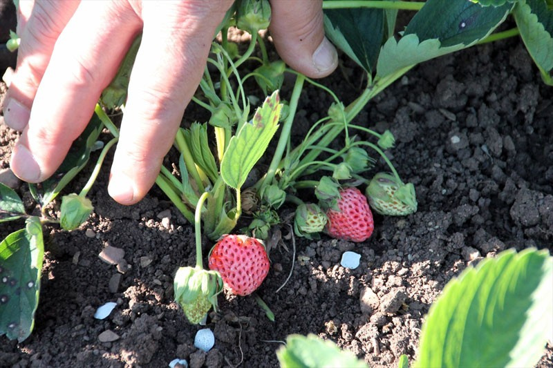 Böyle çilek görülmedi tadı ve aroması çok başka!