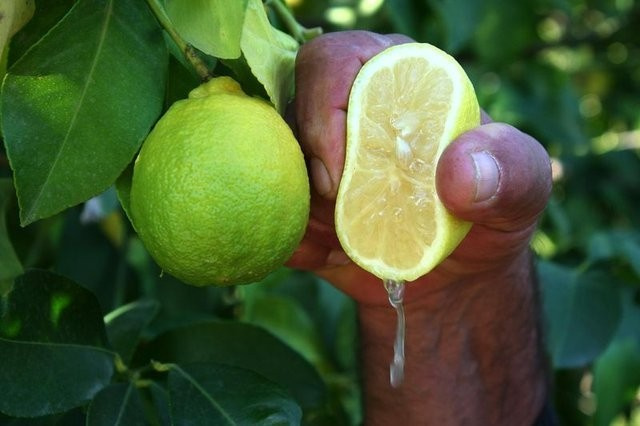 Limonu alın bileklerinize sürün bakın neler olacak