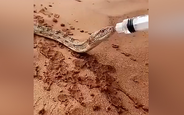 Susamış yılana böyle su verdi