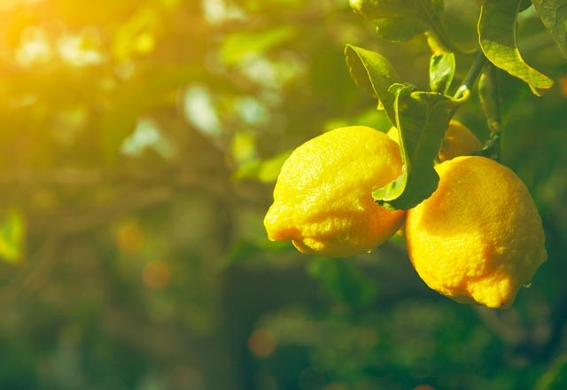 İlişki öncesinde özel bölgeye limon!