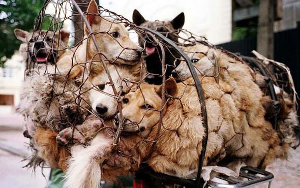 Yulin'de köpek eti yemek yasaklandı!