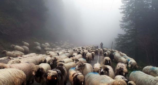 4 bin TL maaşla çoban arıyorlar