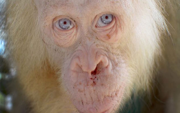  Albino Orangutan görenleri şaşırtıyor!
