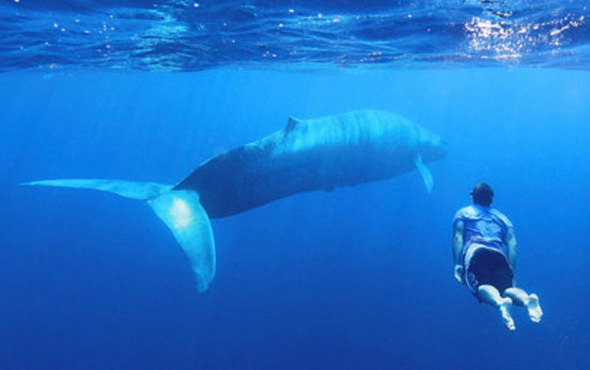 Mavi balinalar 3 milyon yıl önce meğer...