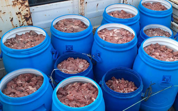 Satışa hazır 5 ton domuz eti ele geçirildi