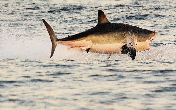 Yunan balıkçılar, Ege'de 7 metrelik köpekbalığı yakaladı
