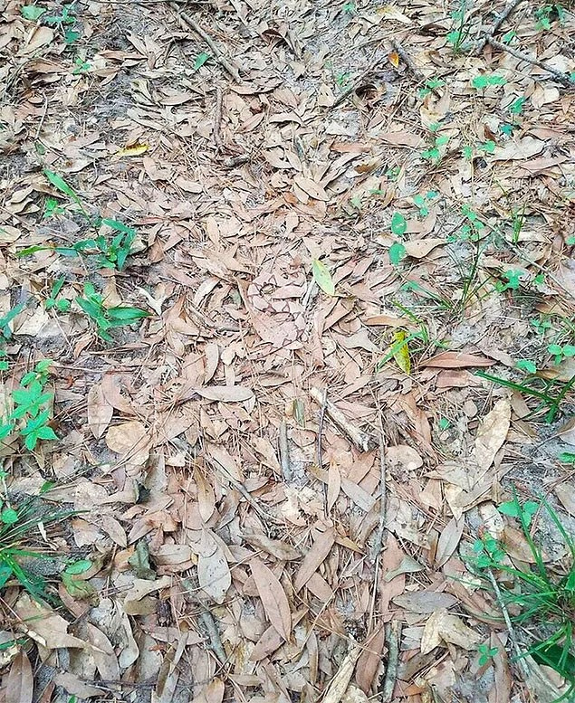 Fotoğraftaki yılanı bulabilir misiniz? İnternet alemi çıldırdı!