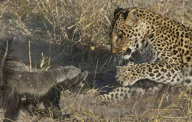 Leopar bufalonun üzerine bir anda atladı 6 saat...