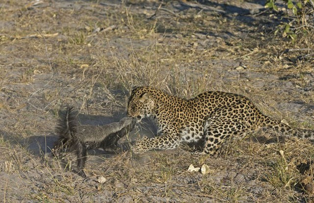 Leopar bufalonun üzerine bir anda atladı 6 saat...