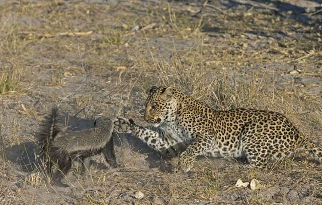 Leopar bufalonun üzerine bir anda atladı 6 saat...