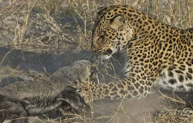 Leopar bufalonun üzerine bir anda atladı 6 saat...