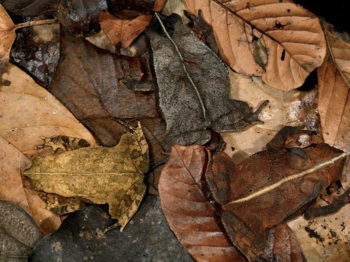 Fotoğraftaki hayvanı bulabilir misiniz? Kimse bulamadı