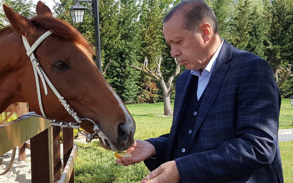Erdoğan at bindi! Mustafa Varank paylaştı