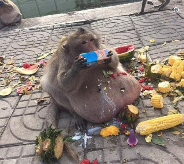 Genç maymunlar ona yiyecek buluyor şişman dayıya bakın