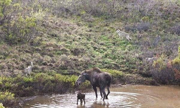 Ormanlar "kralı"nın karizması çizildi kaçmak için ağaca tırmandı