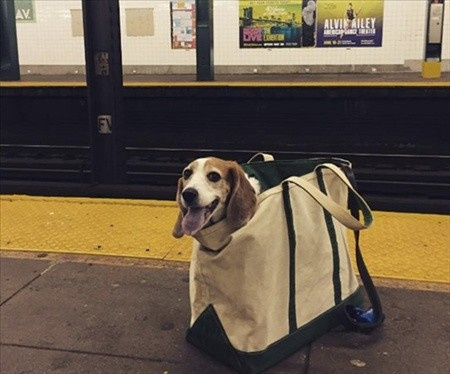 Koca köpekleri neden çantada taşıyorlar