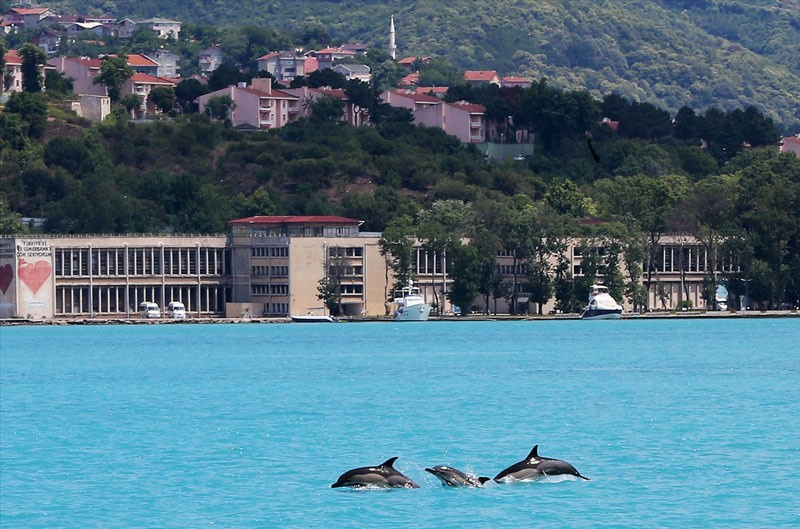 İstanbul Boğazı'na yunus akını 