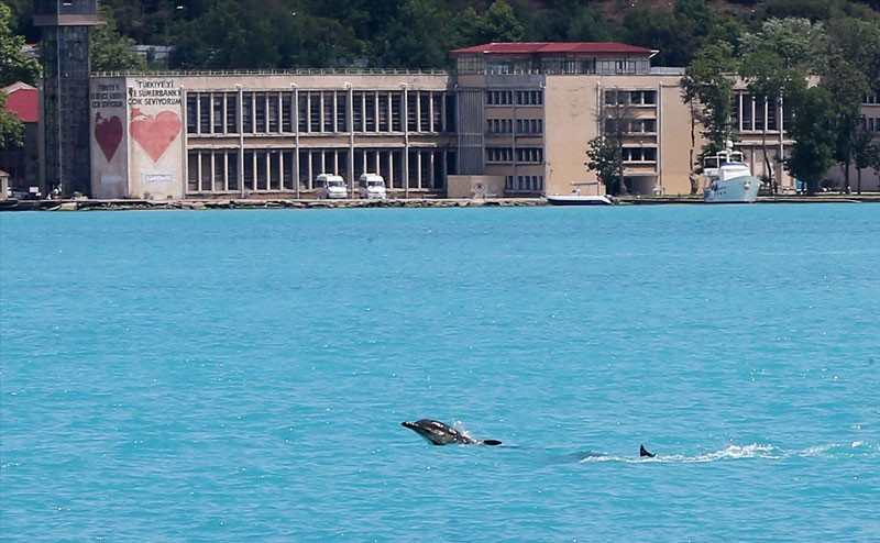 İstanbul Boğazı'na yunus akını 