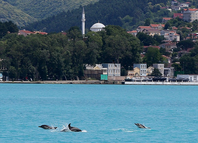 İstanbul Boğazı'na yunus akını 