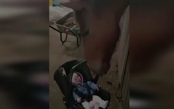 Ağlayan bebeği eğlendiren at görenleri şaşırttı