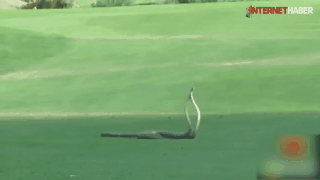 Kara Mamba yılanının golf sahasında büyük kavgası