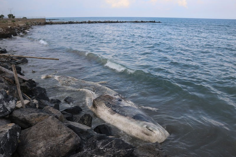 Hatay'da kıyıya vuran balina hakkında gerçekler ortaya çıkıyor