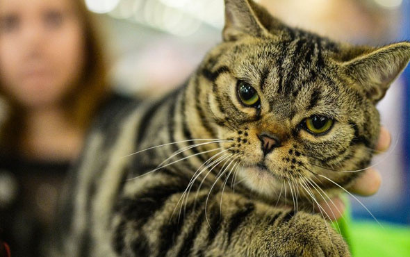 Kediler hakkında şoke eden gerçek kedilerin kökeni Türkiye