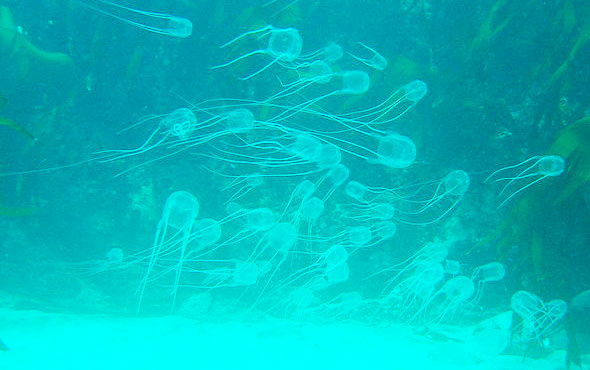 Pasifik Okyanusu işgal altında nedir bu pirozamlar?