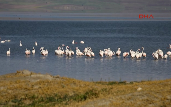 Erçek Gölü'de flamingoların görsel şöleni başlıyor