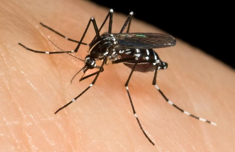 Sivrisinek ısırığına karşı ne yapılır?