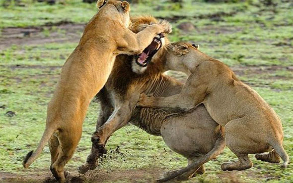 Erkek aslan yavru aslana saldırdı dişilerin gazabına uğradı!