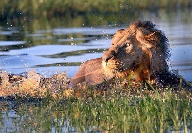 Erkek aslan yavru aslana saldırdı dişilerin gazabına uğradı!