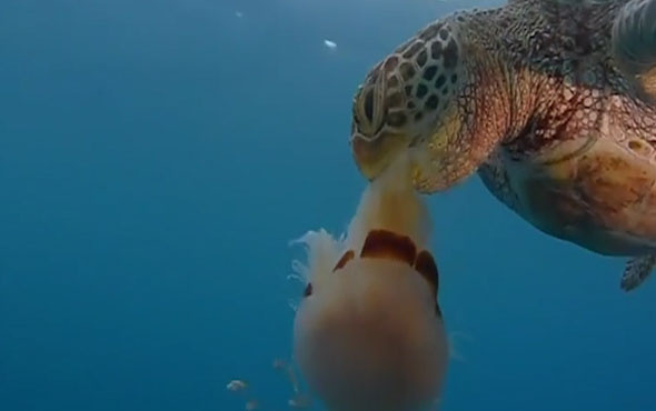 Acıkan kaplumbağa denizanasını yedi