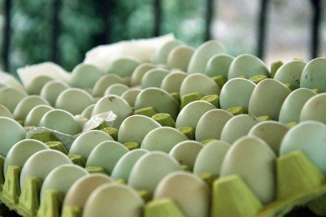 Yeşil yumurtaya talep giderek artıyor