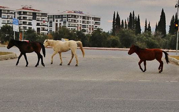 Eskişehir'de başıboş atlara cip takıldı