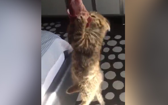 Minik kedinin güldüren yiyecek mücadelesi!
