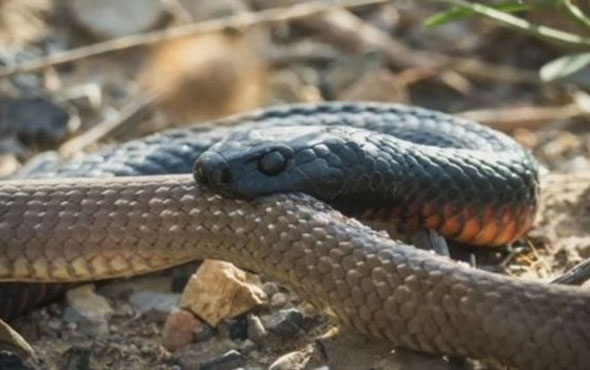 Malatya'da yılanın soktuğu vatandaş hayatını kaybetti
