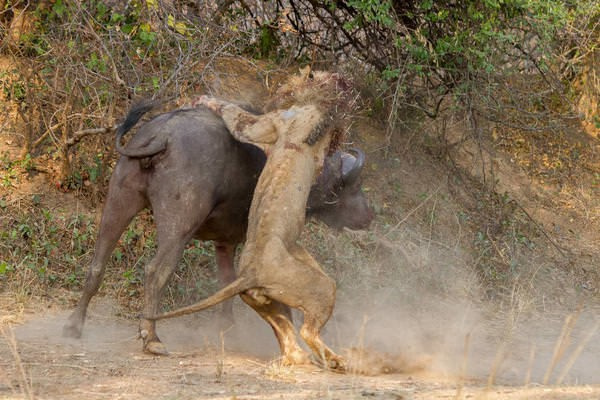 Aslan bir anda bufalonun üzerine saldırdı ama sonuç fena!