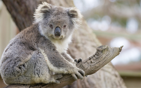  İklim değişikliği koalaları riske atıyor