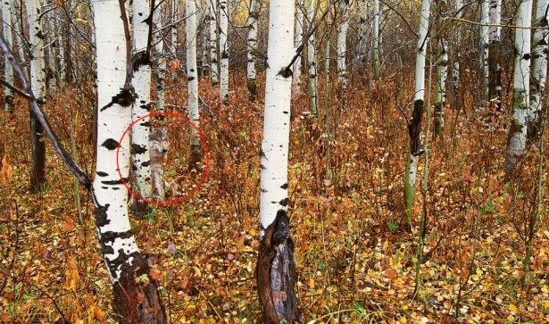 Fotoğraftaki yılanı görebiliyor musunuz? Kimse bulamıyor