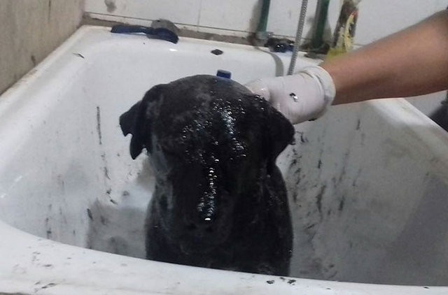 Yolda öyle bulundu ki köpeğin son haline bakın