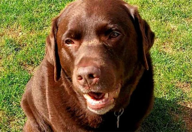 Köpeğin midesinden çıkan 15cmlik şiş! İnanılmaz ama gerçek