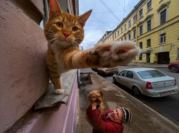 Bu fotoğraflarda Petersburg'a bakmıyorsun gidiyorsun