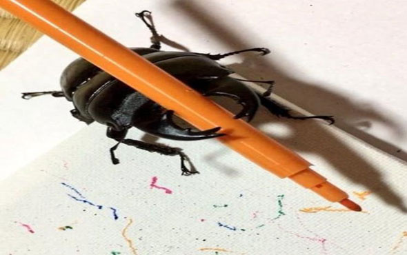 Ressam böcek Instagram fenomeni oldu