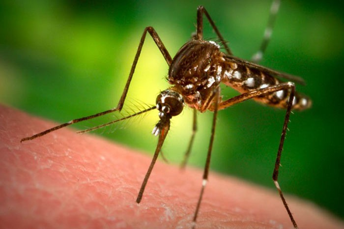 Sivrisinek neden sizi ısırıyor? İşte cevabı