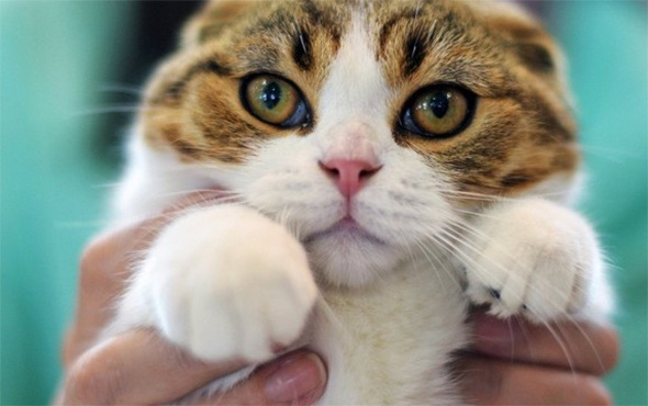 Çok konuşulan karar: Kedi katiline 16 yıl hapis cezası!