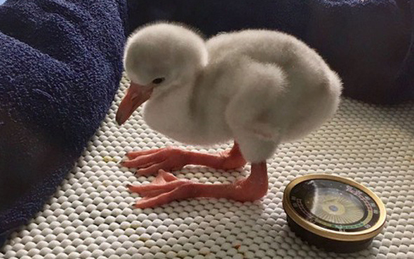 Bebek flamingo tatlılığı!