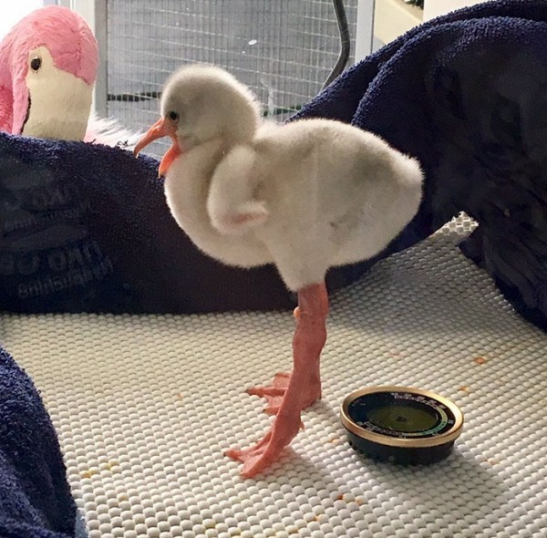 Bebek flamingo tatlılığı!